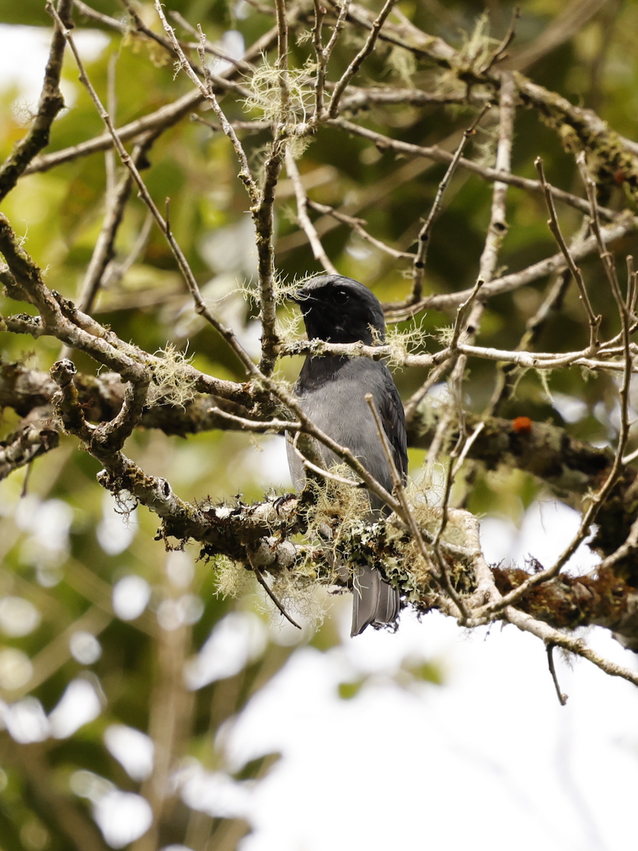 Black-throated Robin - ML639243894