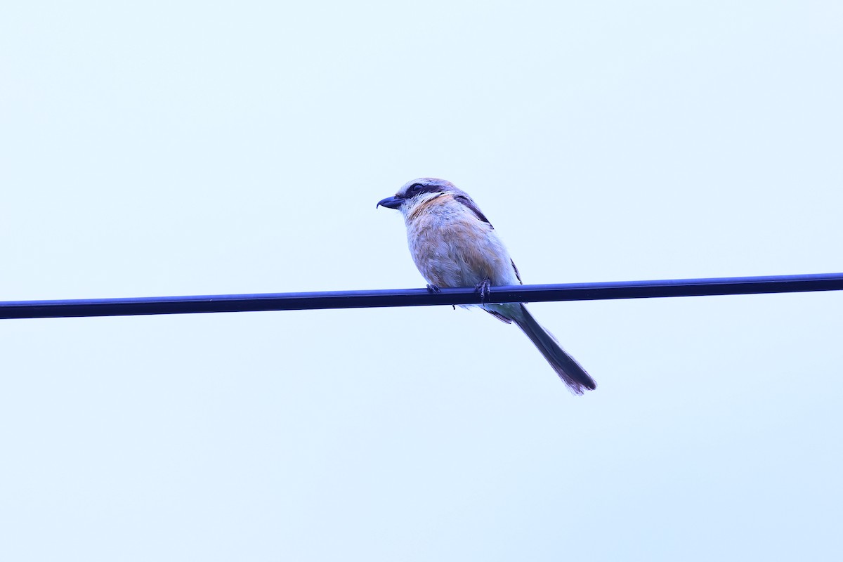 Bull-headed Shrike - ML639243898