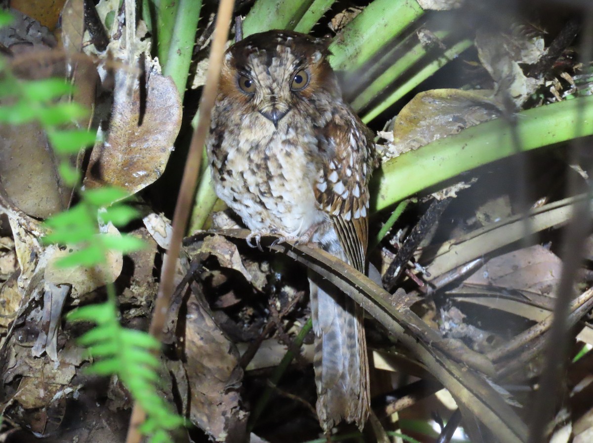 Mountain Owlet-nightjar - ML639243955