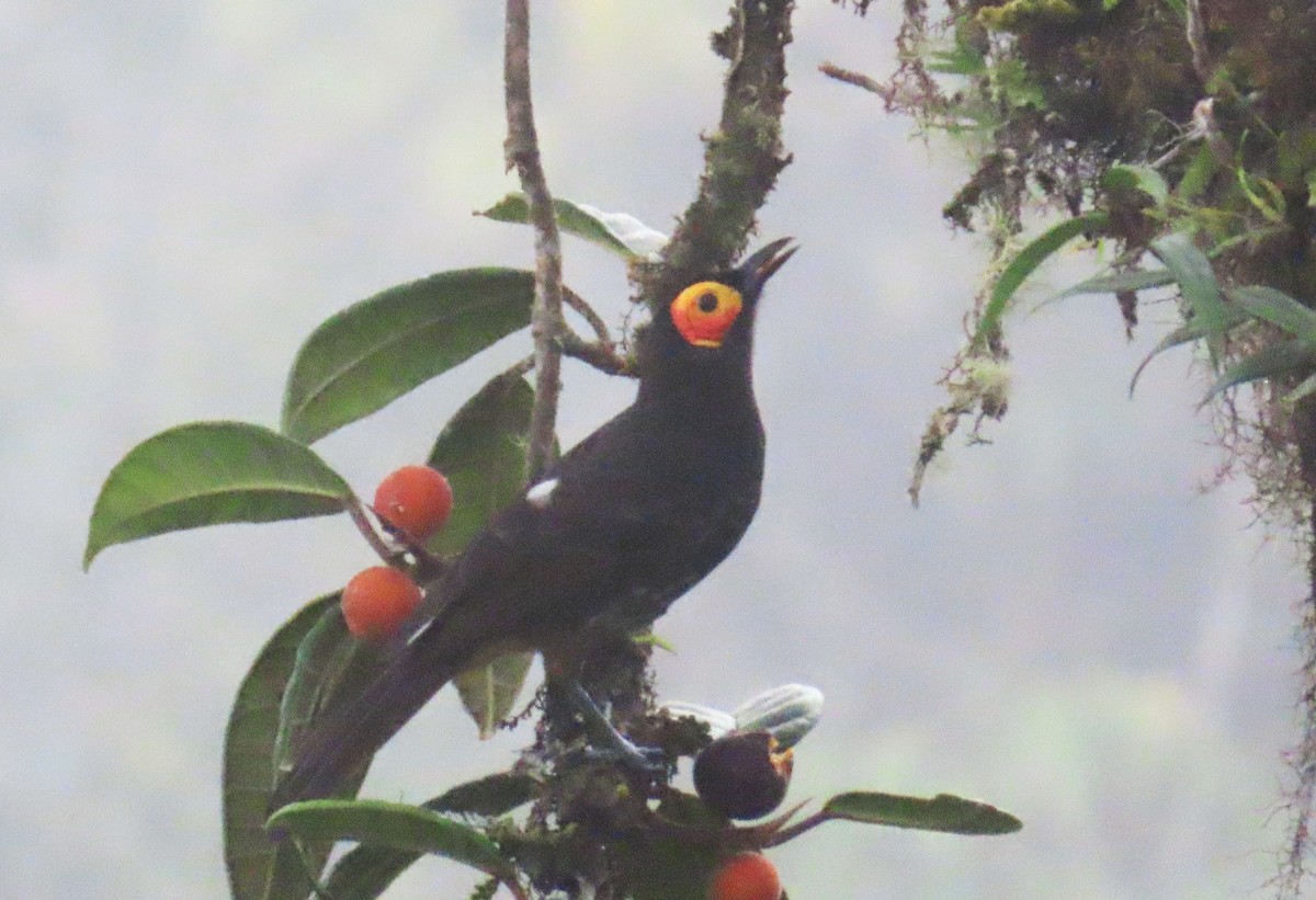 Arfak Honeyeater - ML639243966