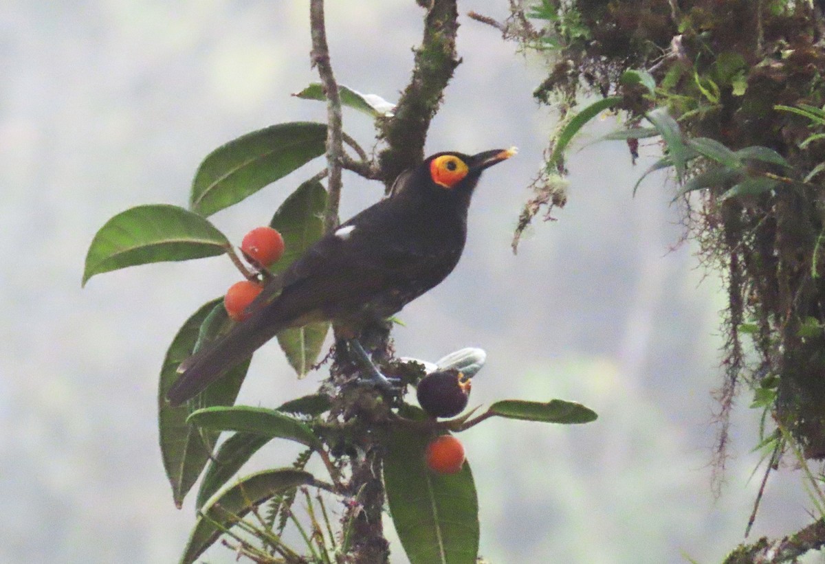 Arfak Honeyeater - ML639243968