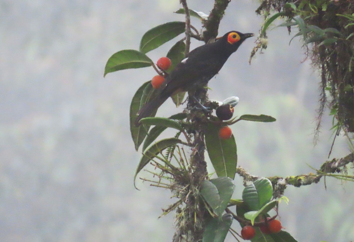 Arfak Honeyeater - ML639243969
