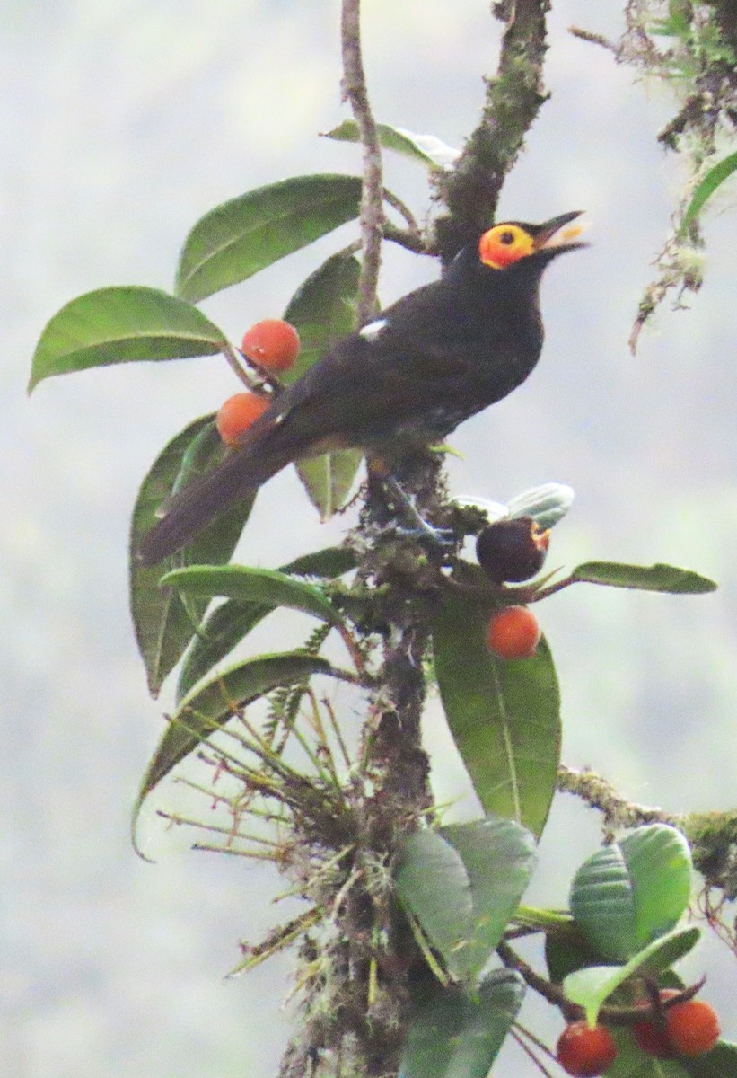 Arfak Honeyeater - ML639243973
