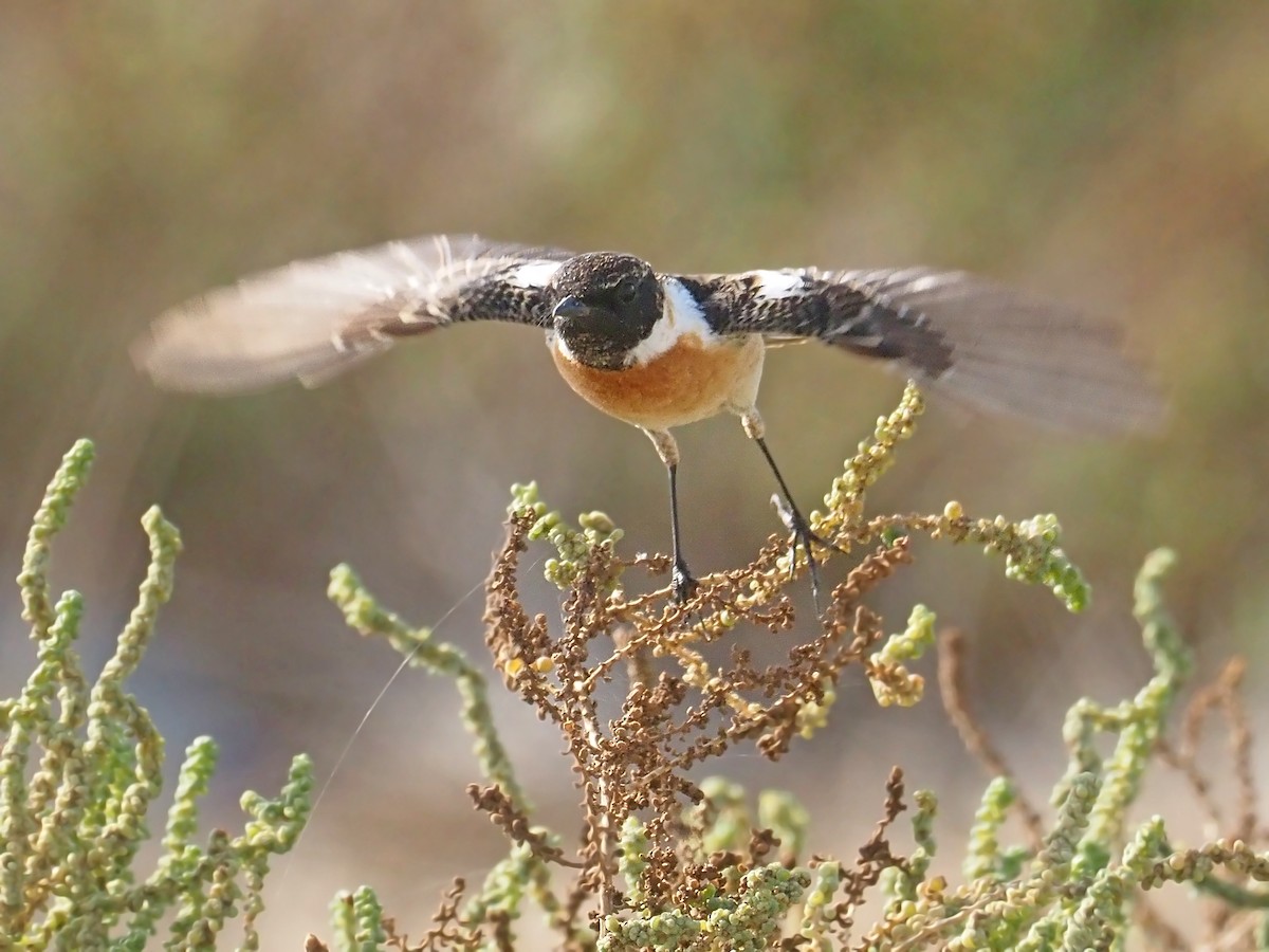 Siberian Stonechat (Caspian) - ML639243974