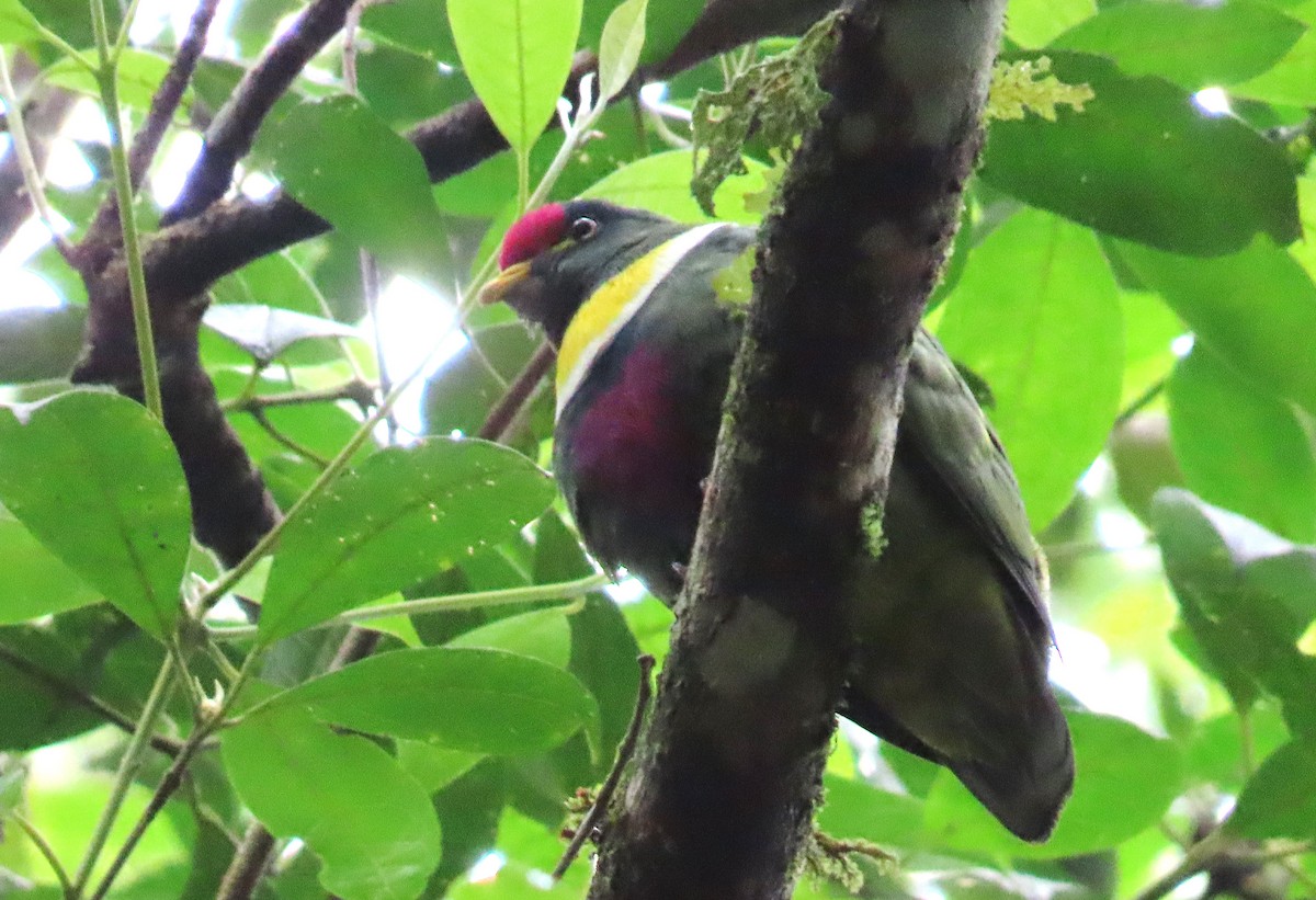 White-breasted Fruit-Dove - ML639244092