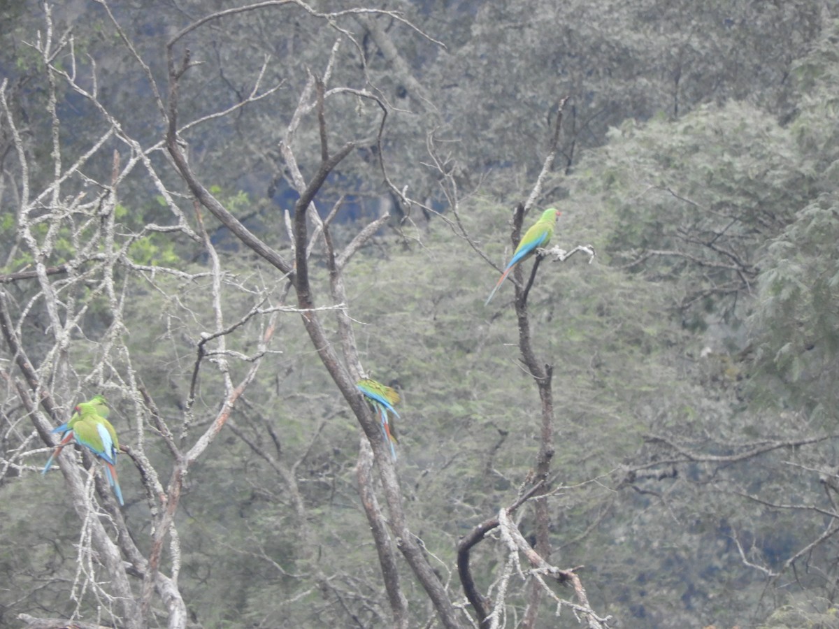Military Macaw - ML639244175