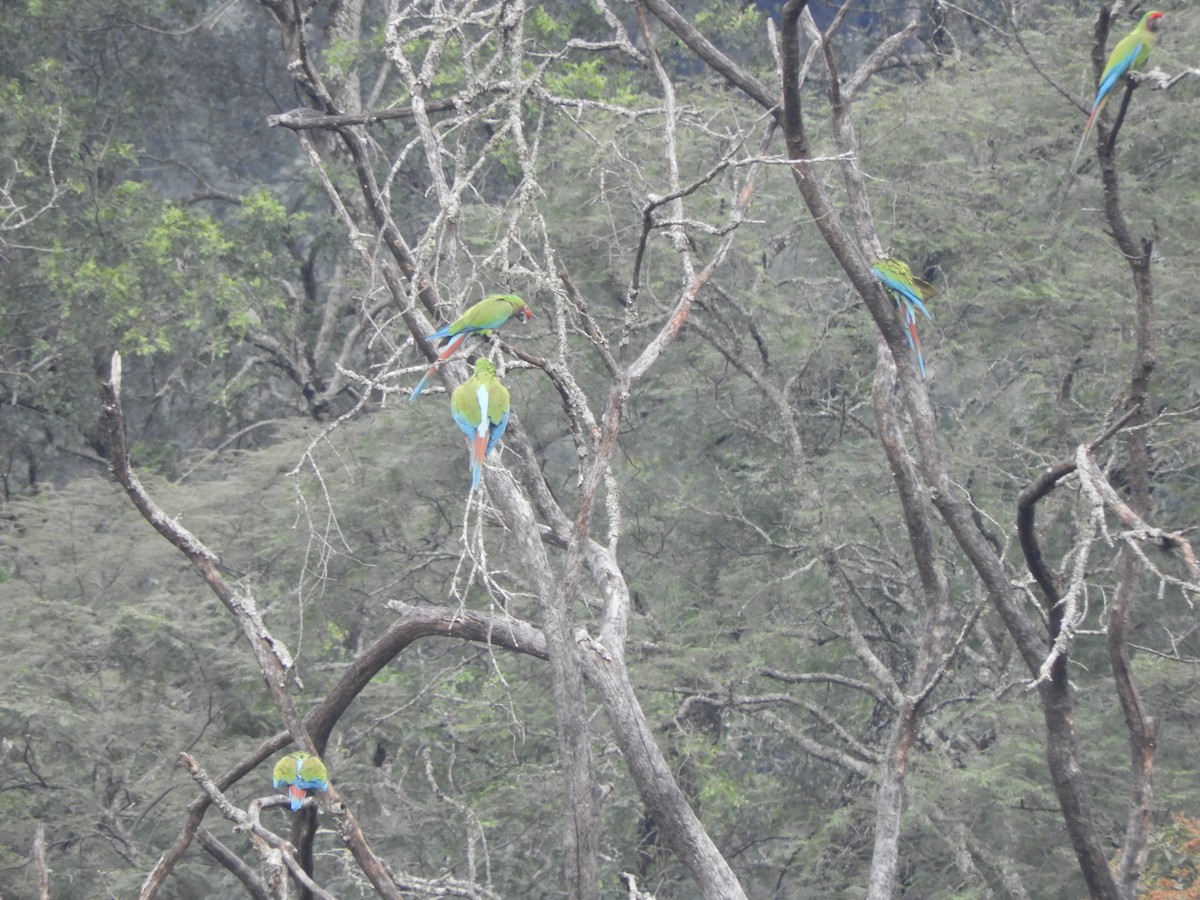 Military Macaw - ML639244177