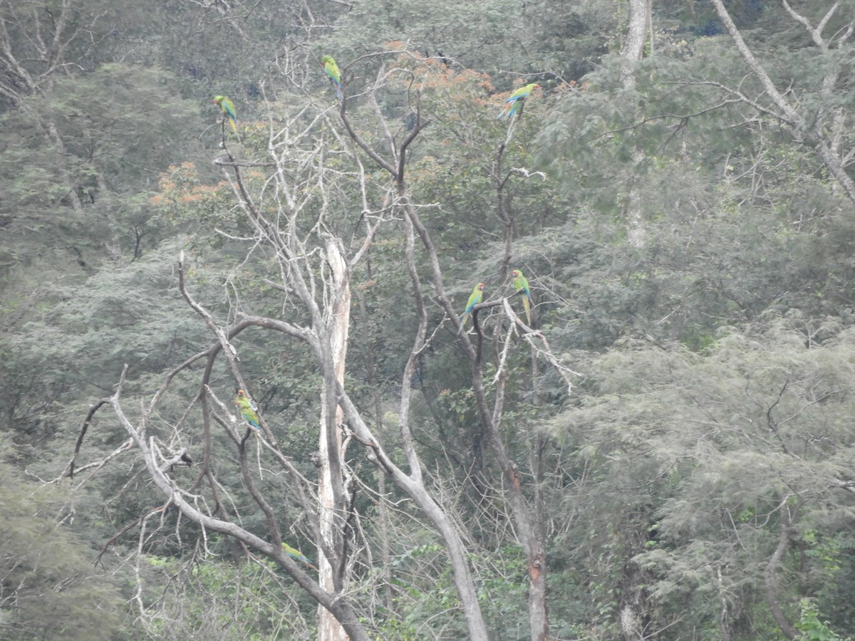 Military Macaw - ML639244178