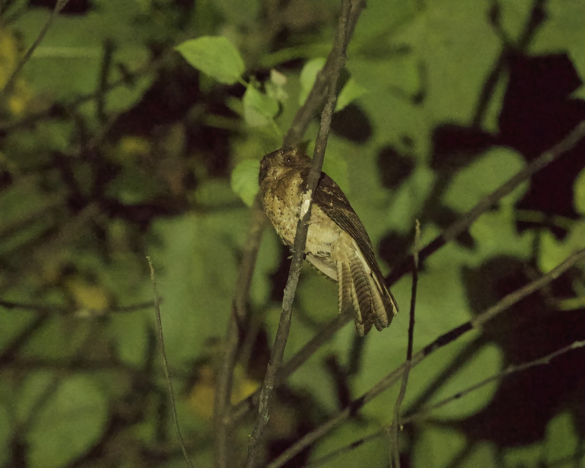 Moluccan Owlet-nightjar - ML639244180