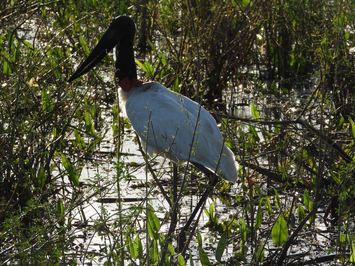 Jabiru - ML639244211