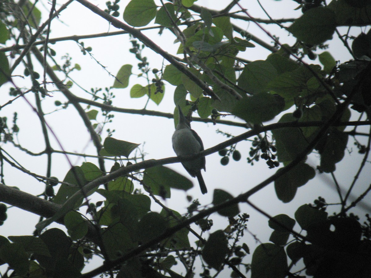 Rufous-lored Kingfisher - ML639244273