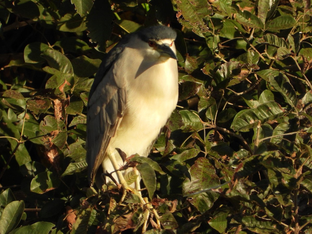 Black-crowned Night Heron - ML639244315