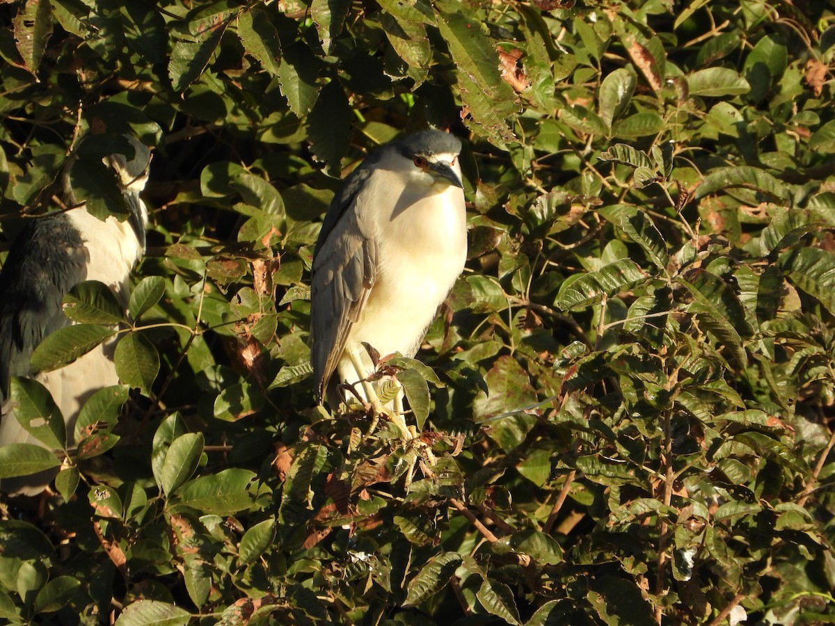 Black-crowned Night Heron - ML639244317