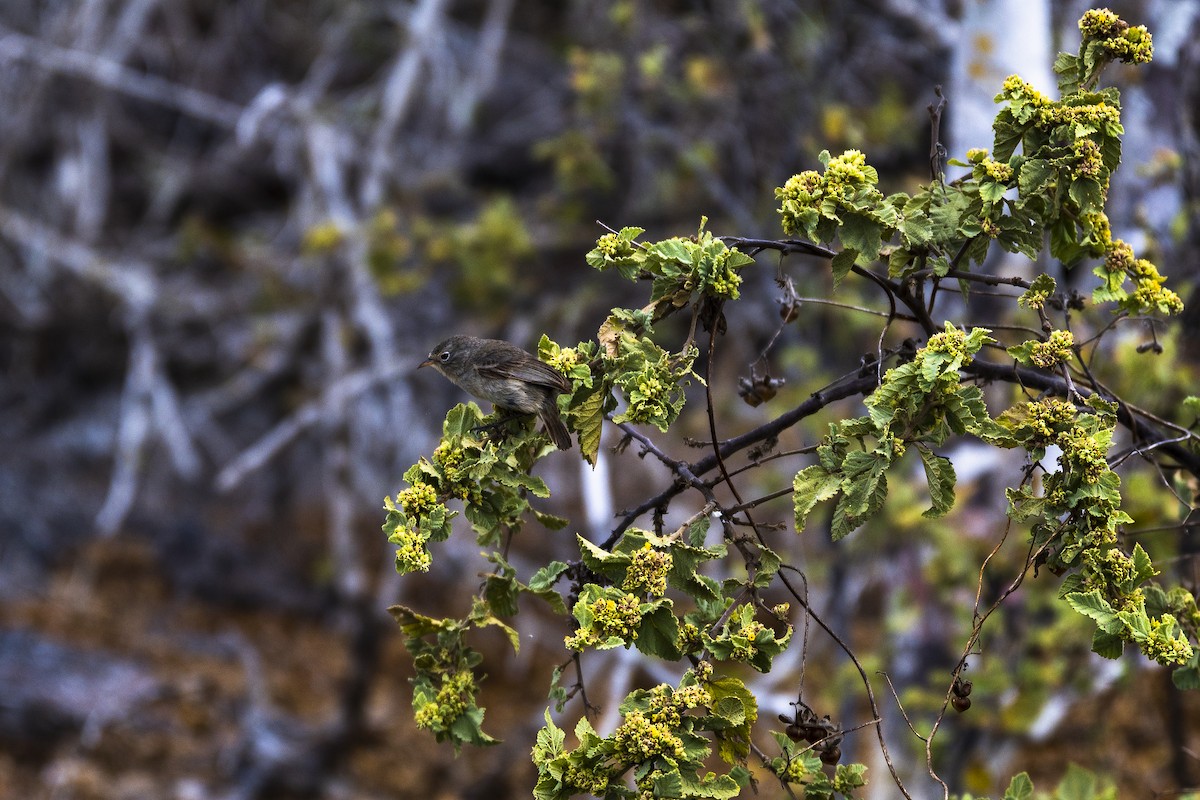 Gray Warbler-Finch - ML639244386
