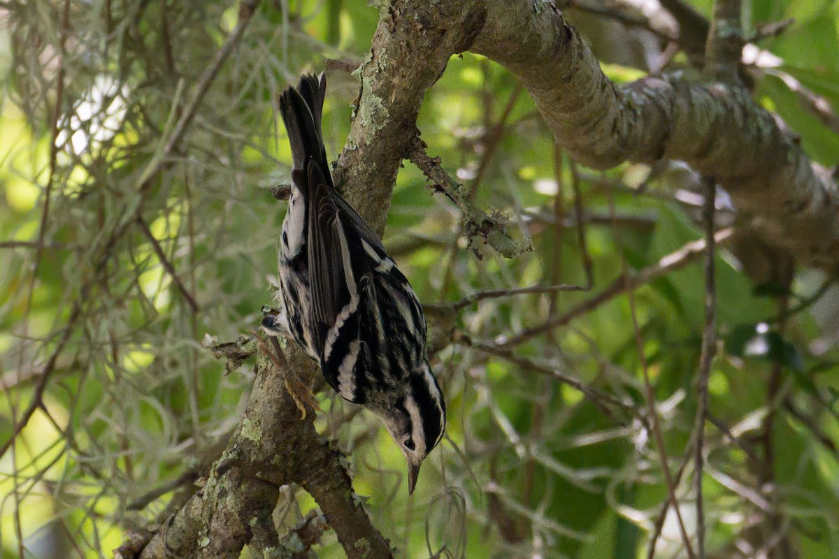 Black-and-white Warbler - ML639244392