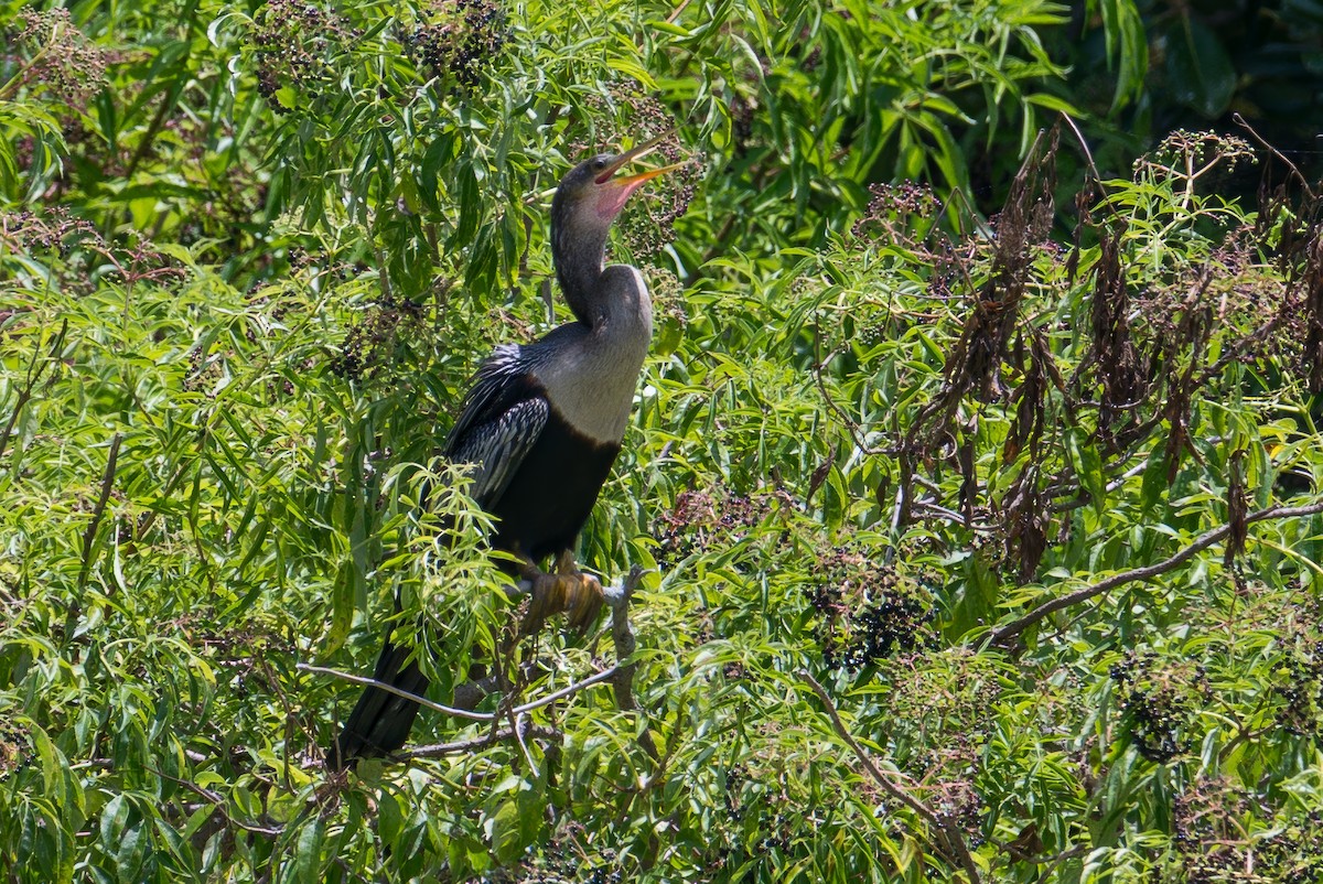 Anhinga - ML639244394