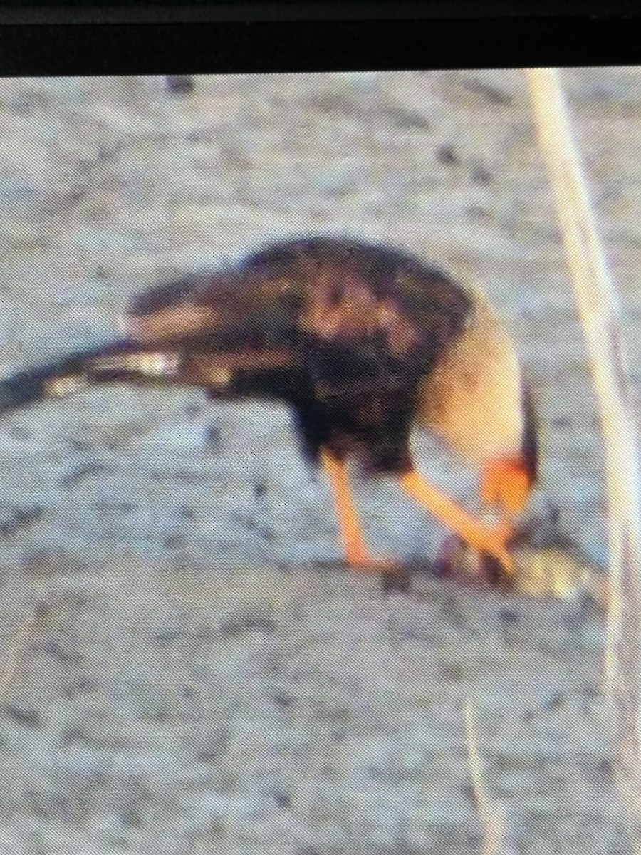 Crested Caracara - ML639244398
