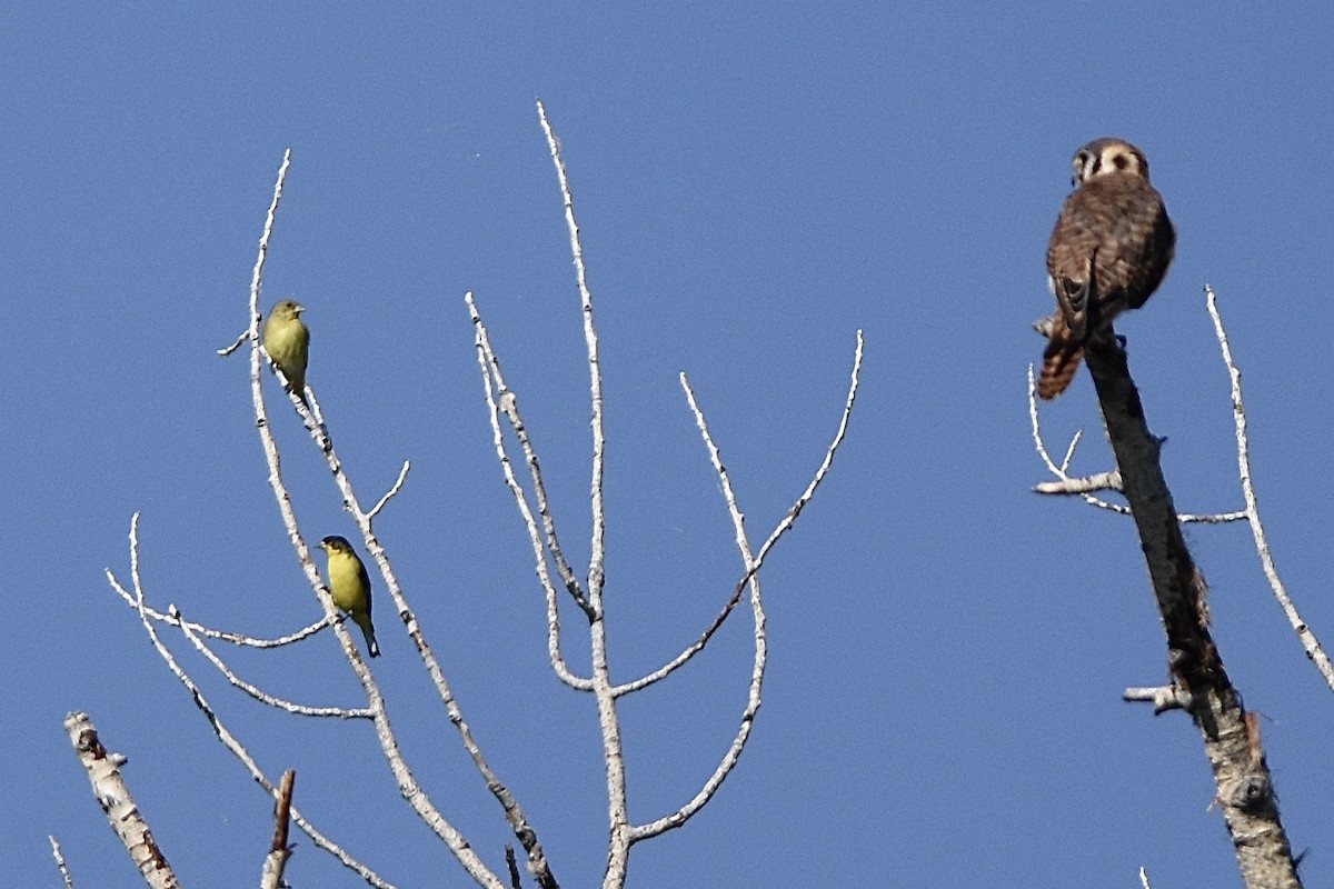 Lesser Goldfinch - ML639244531