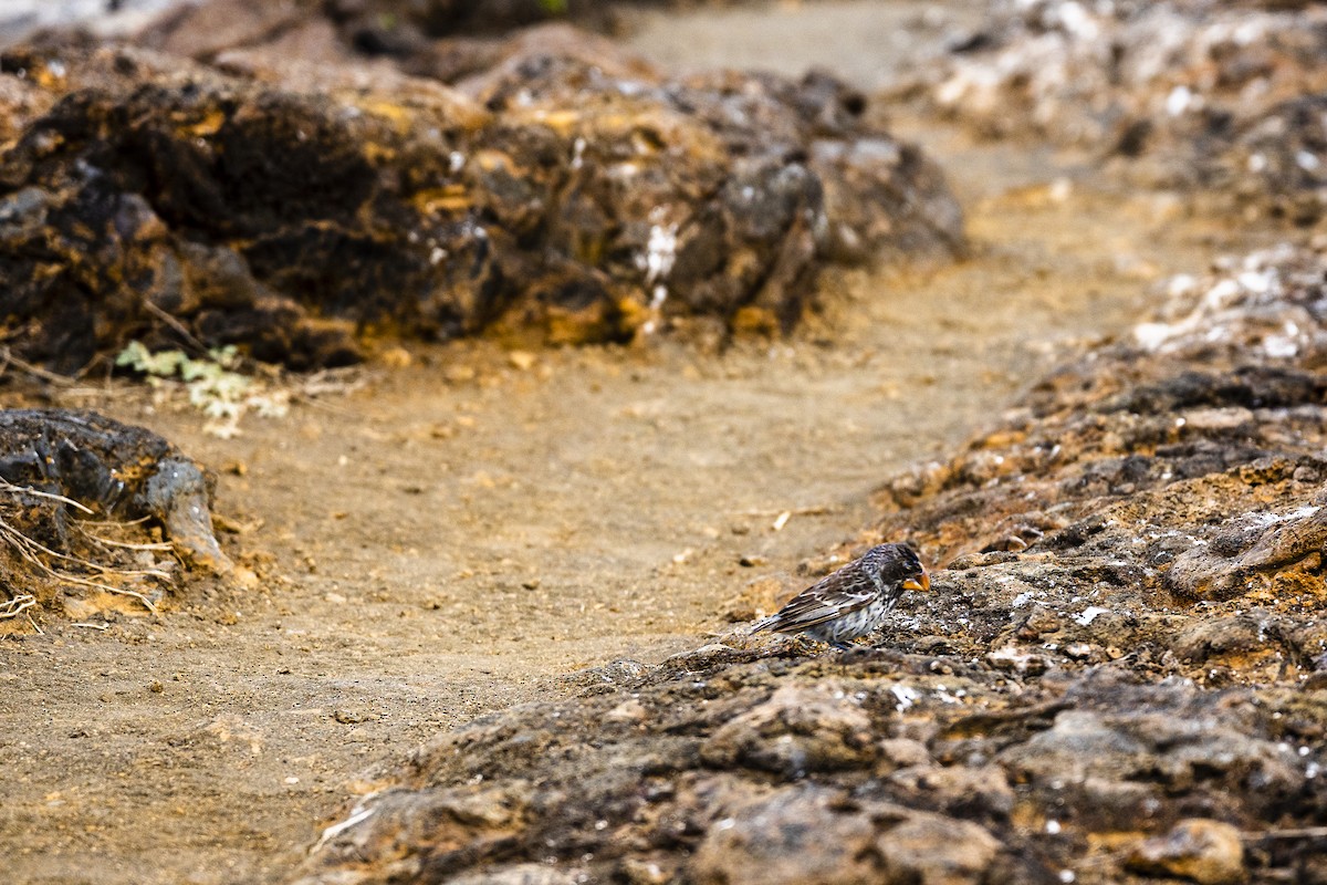 Large Ground-Finch - ML639244541