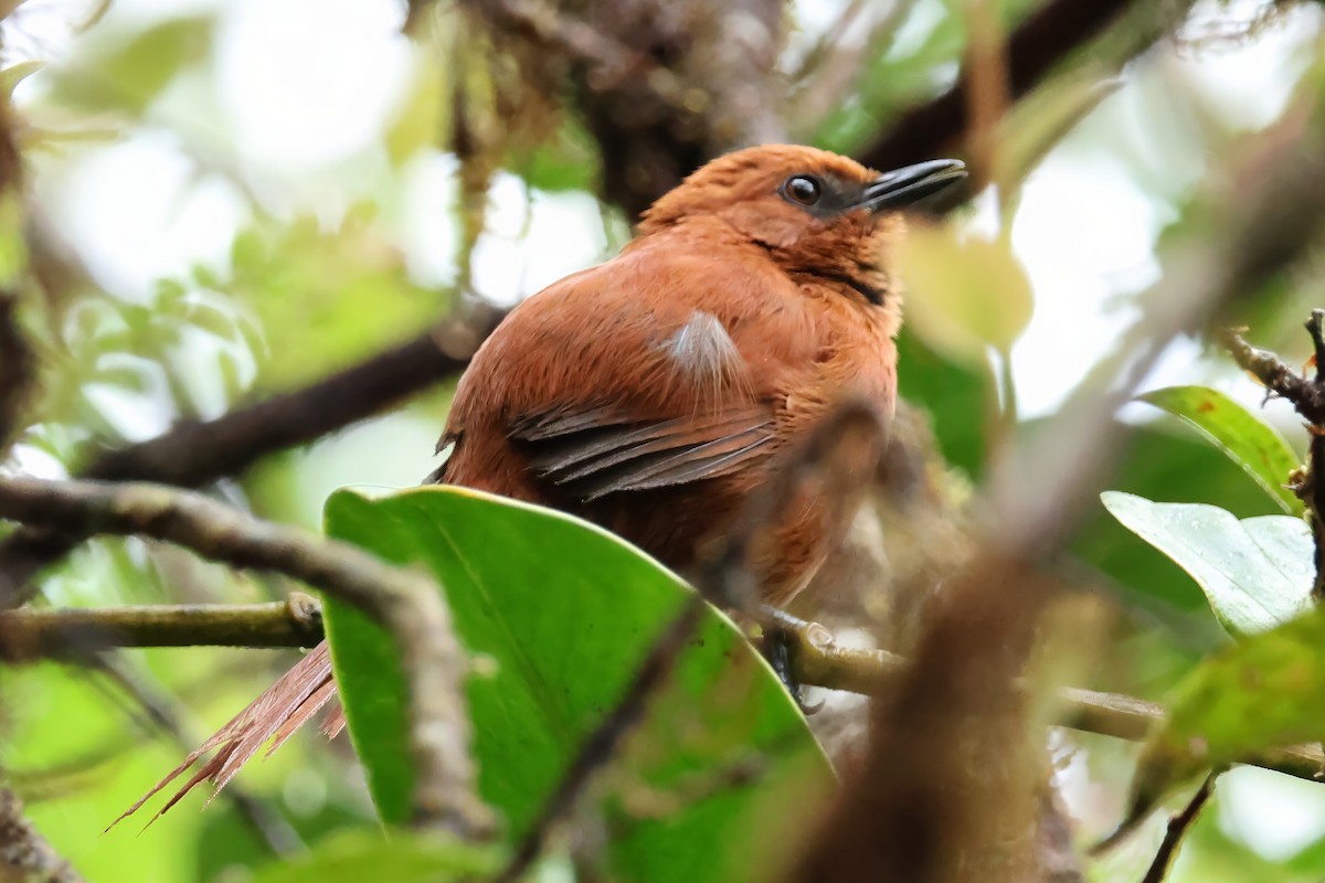 Rufous Spinetail - ML639244575