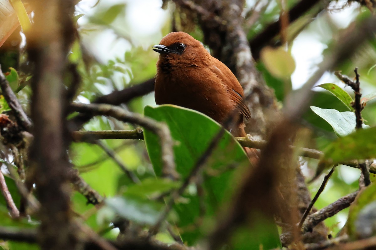 Rufous Spinetail - ML639244576