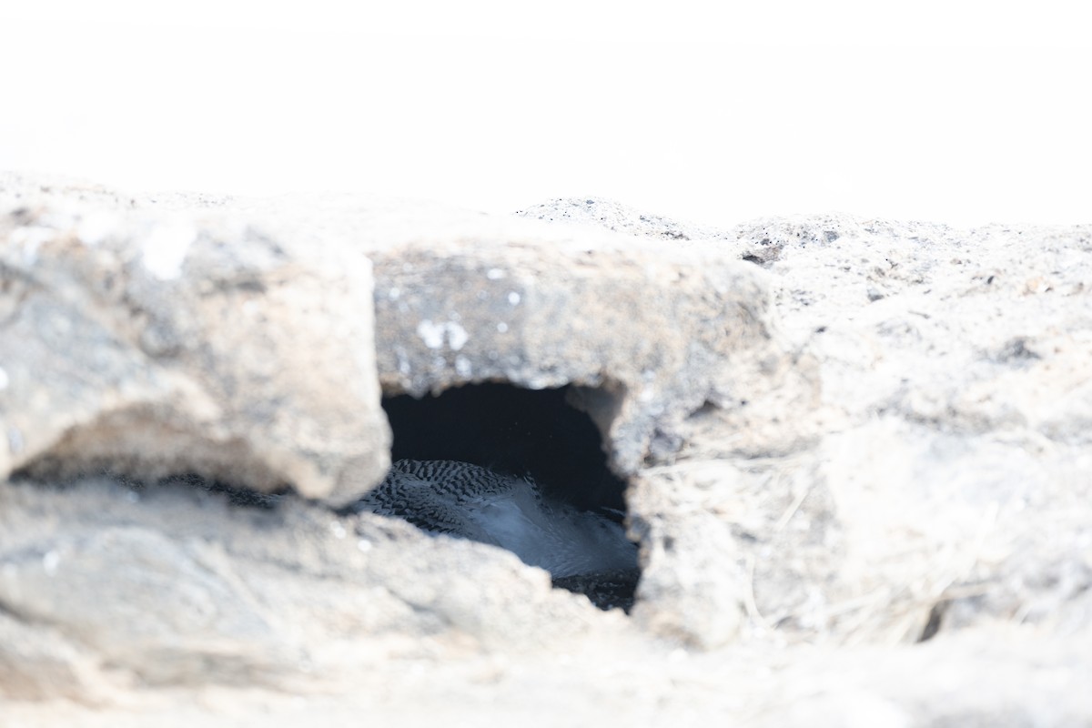 Red-billed Tropicbird - ML639244633