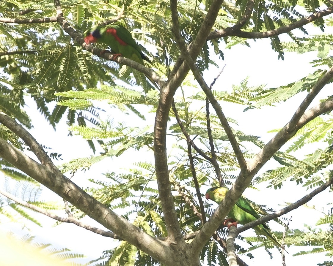 Red-flanked Lorikeet - ML639244635
