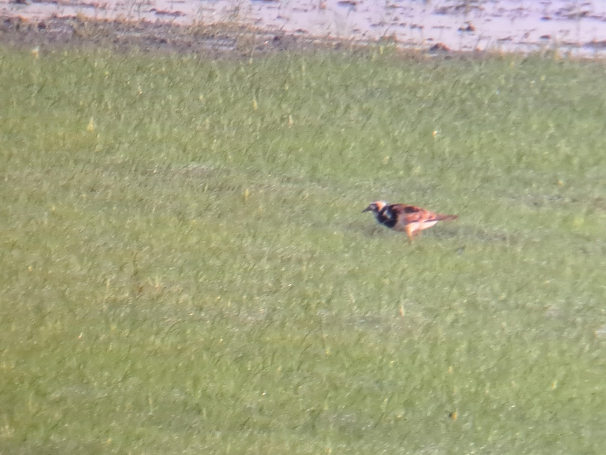 Ruddy Turnstone - ML639244636