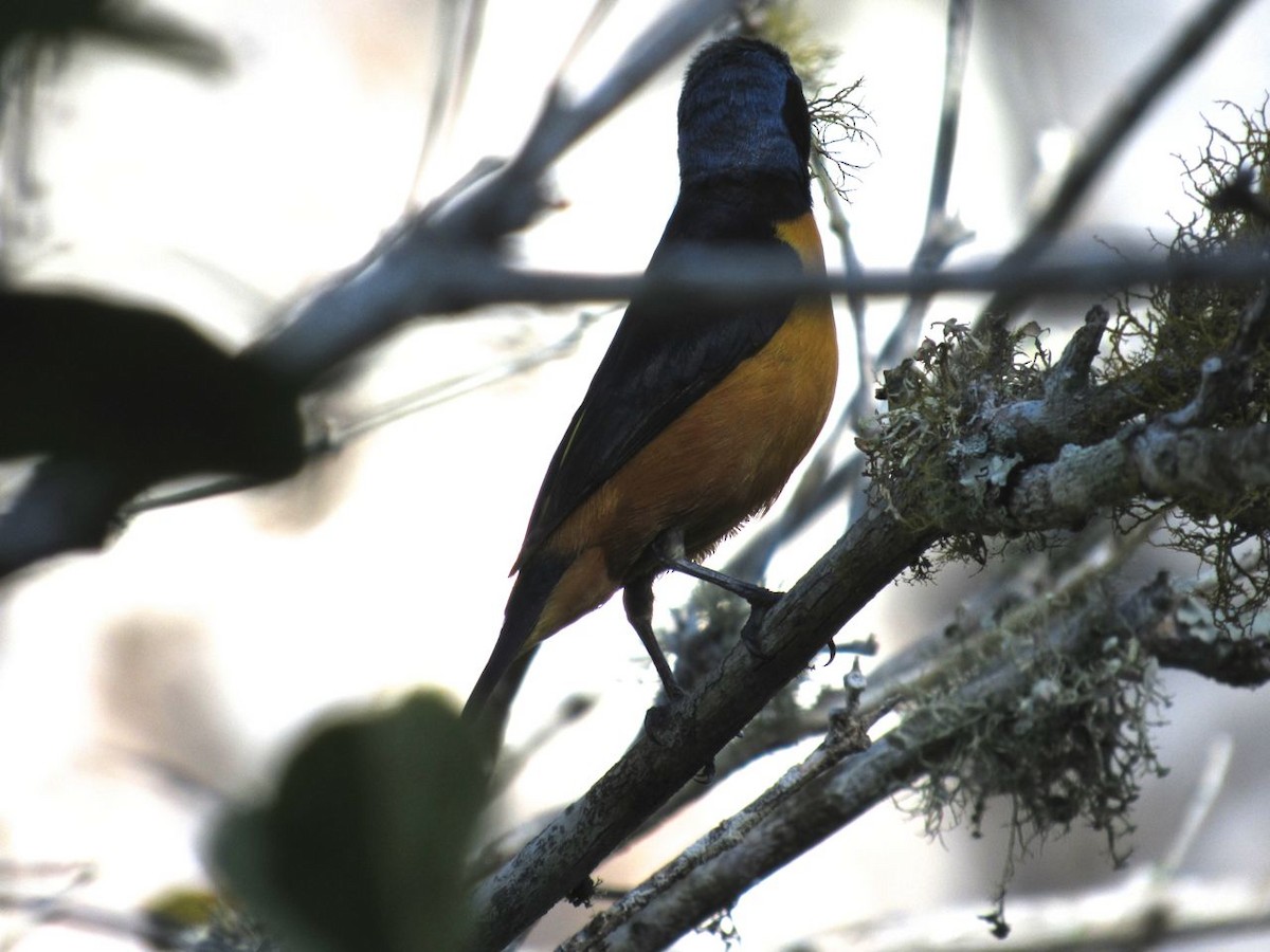 Hispaniolan Euphonia - ML639244638