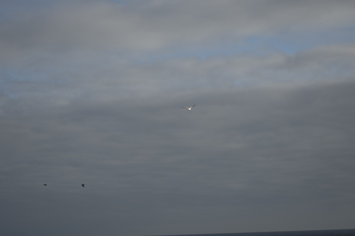 storjordspurv - ML639244689