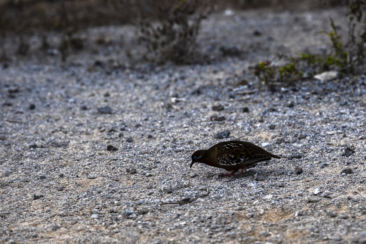 Galapagos Dove - ML639244898