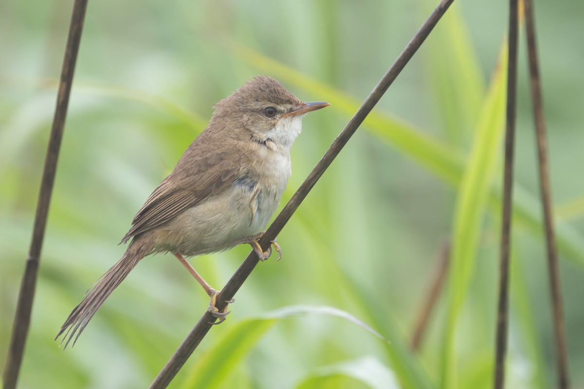 Blunt-winged Warbler - ML639244899