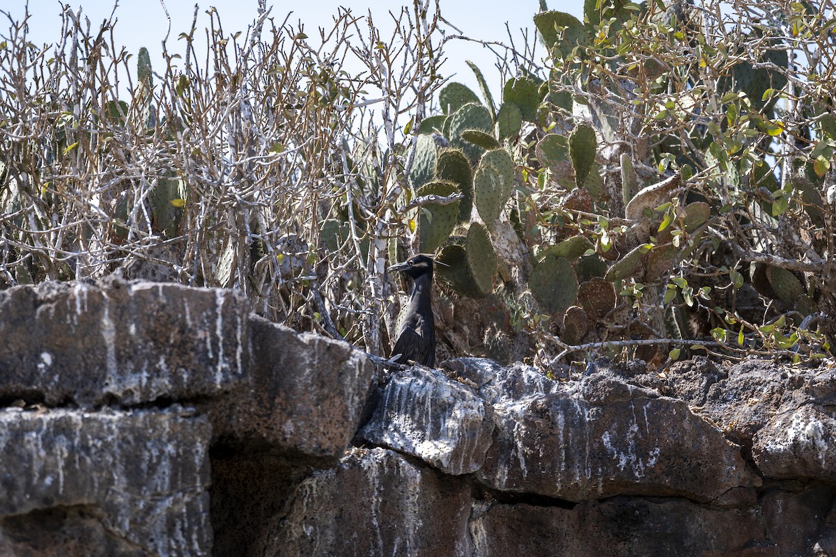 Yellow-crowned Night Heron - ML639244949