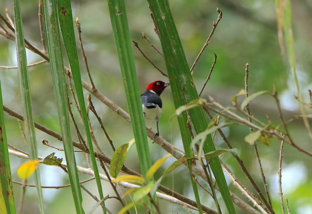 Пароарія амазонійська - ML639244985