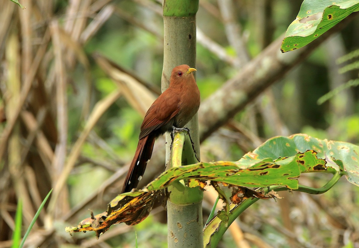 Піая мала - ML639244988