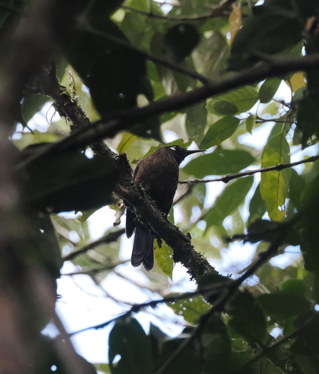 White-eared Myza - ML639244992