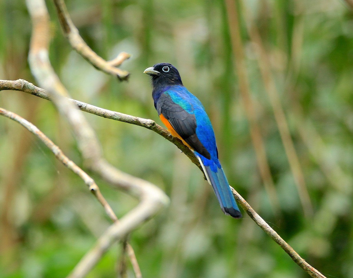 Трогон синьоволий - ML639244999