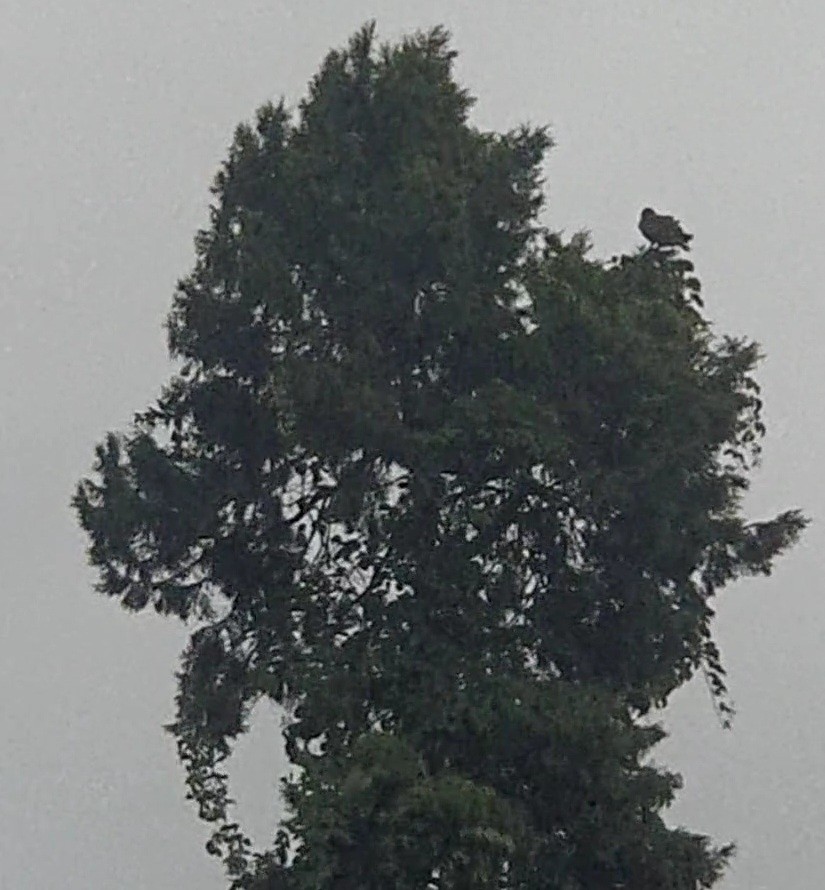 Black Kite - ML639245008