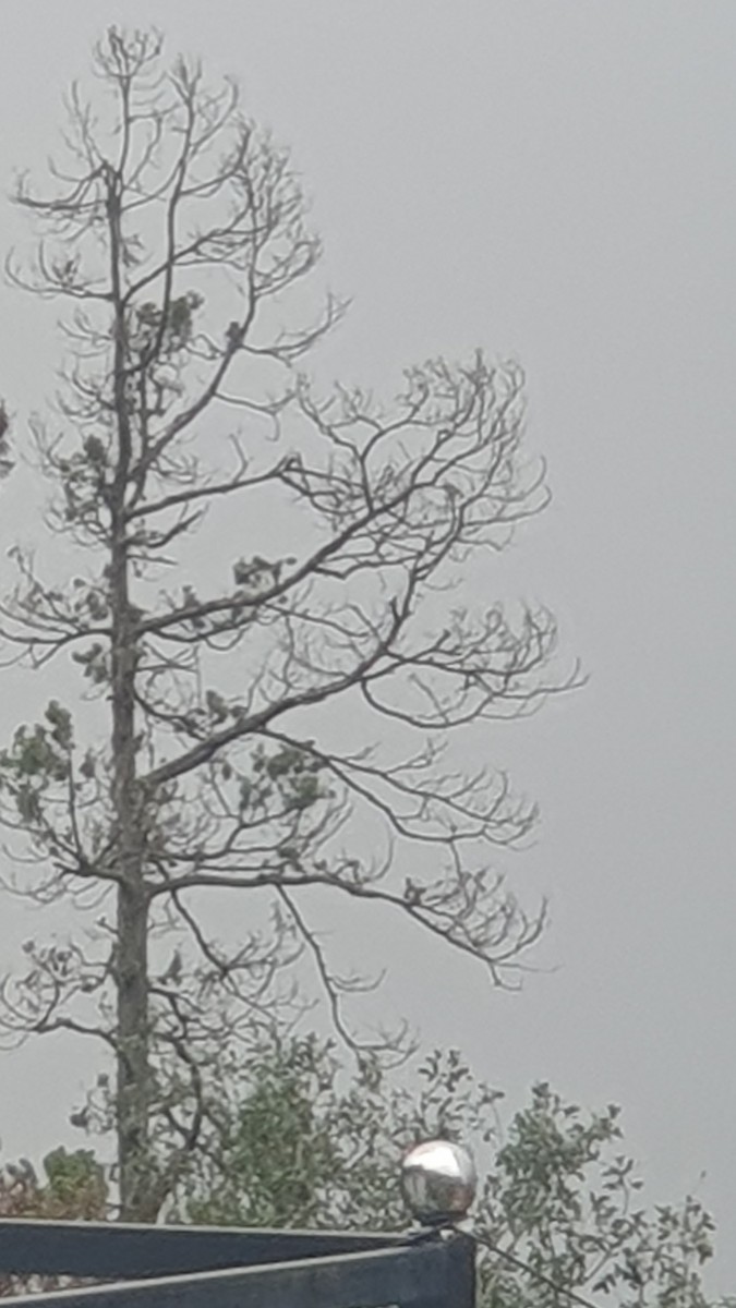 Black Kite - ML639245010