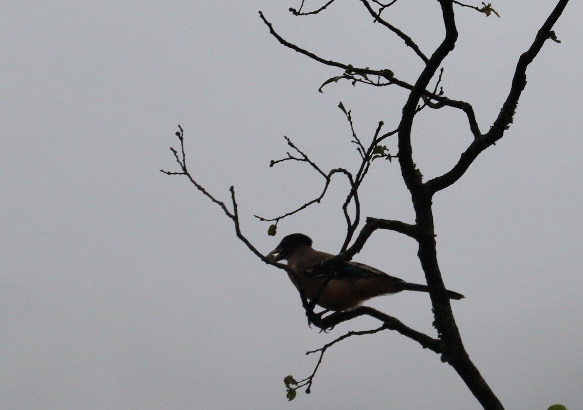 Black Kite - ML639245011