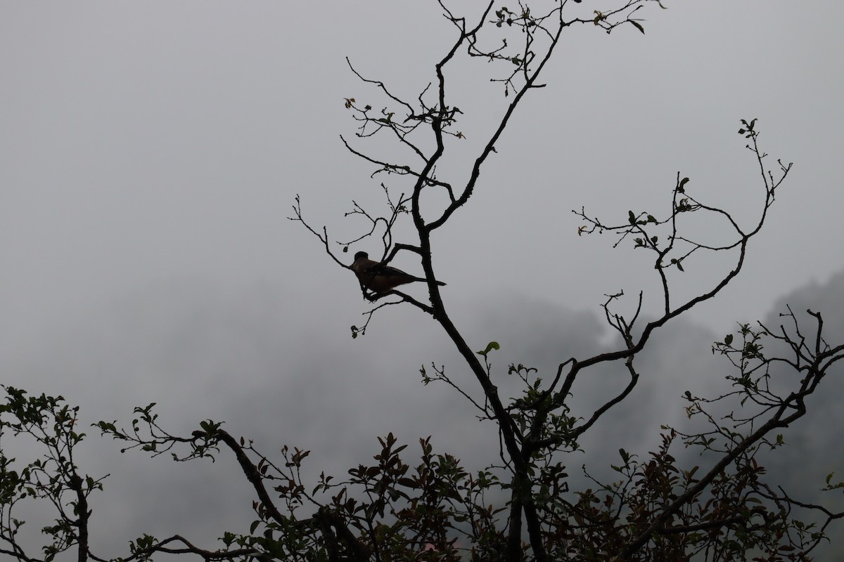 Black Kite - ML639245013