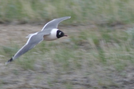 Franklin's Gull - ML639245039