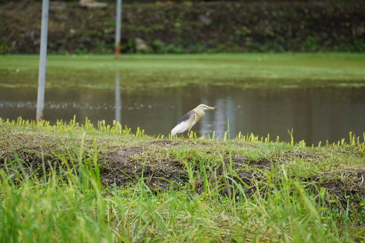 Javan Pond-Heron - ML639245077