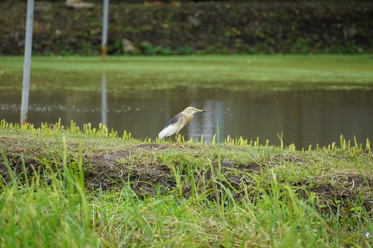 Javan Pond-Heron - ML639245079