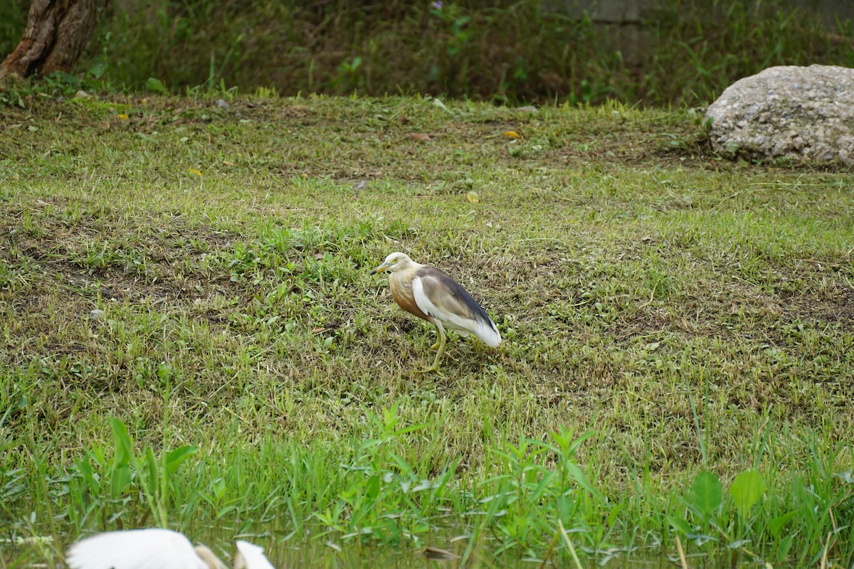 Javan Pond-Heron - ML639245115