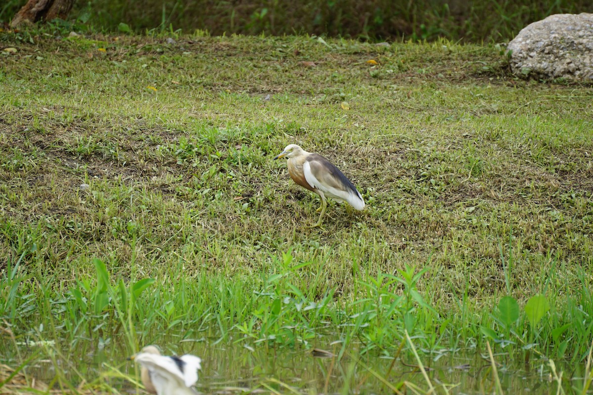 Javan Pond-Heron - ML639245117