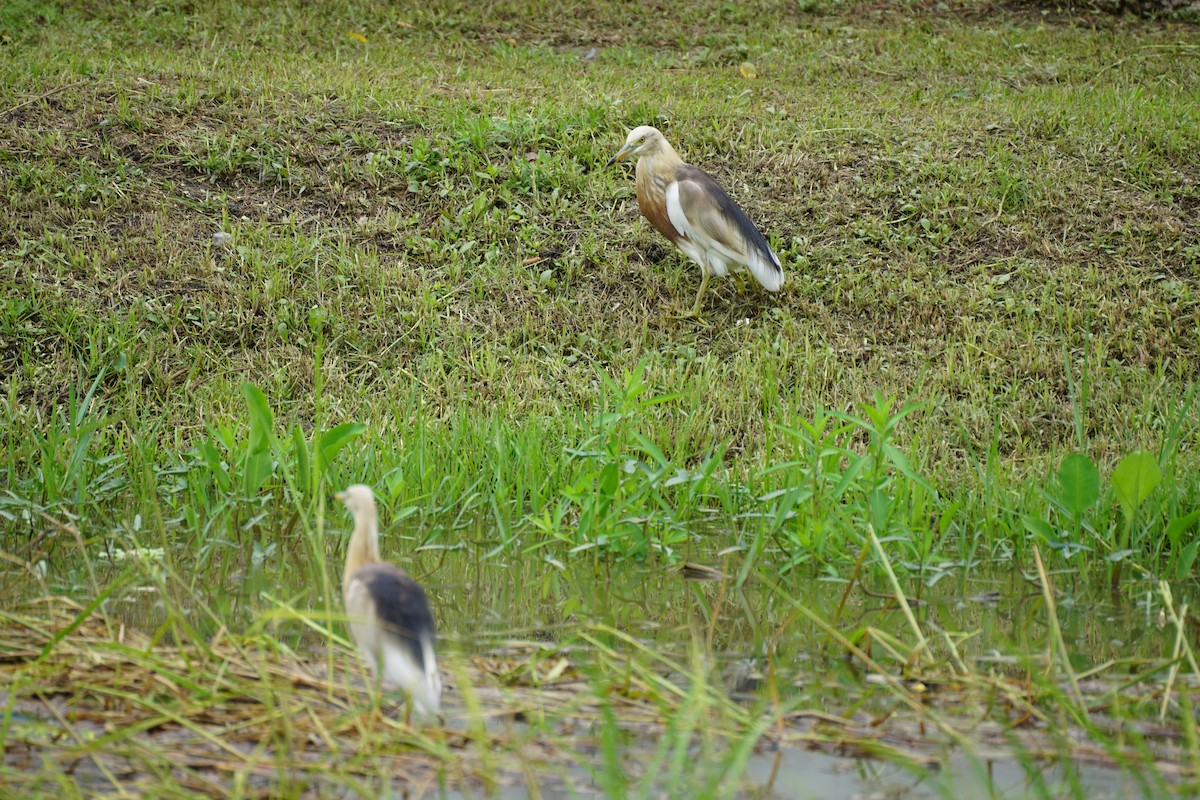 Javan Pond-Heron - ML639245119