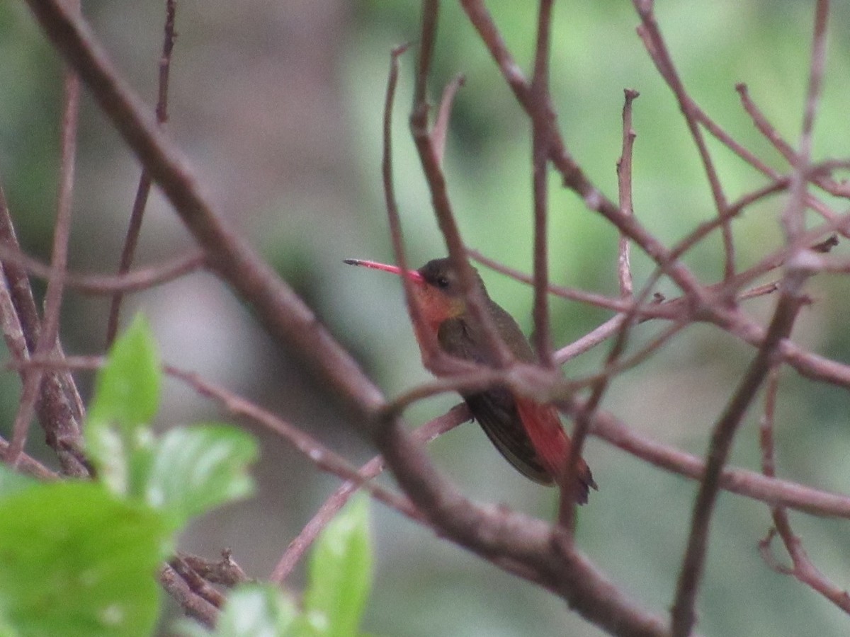 Cinnamon Hummingbird - ML639245135