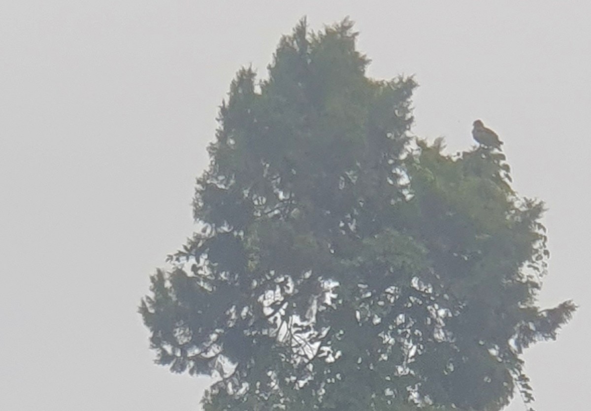 Black Kite - ML639245144