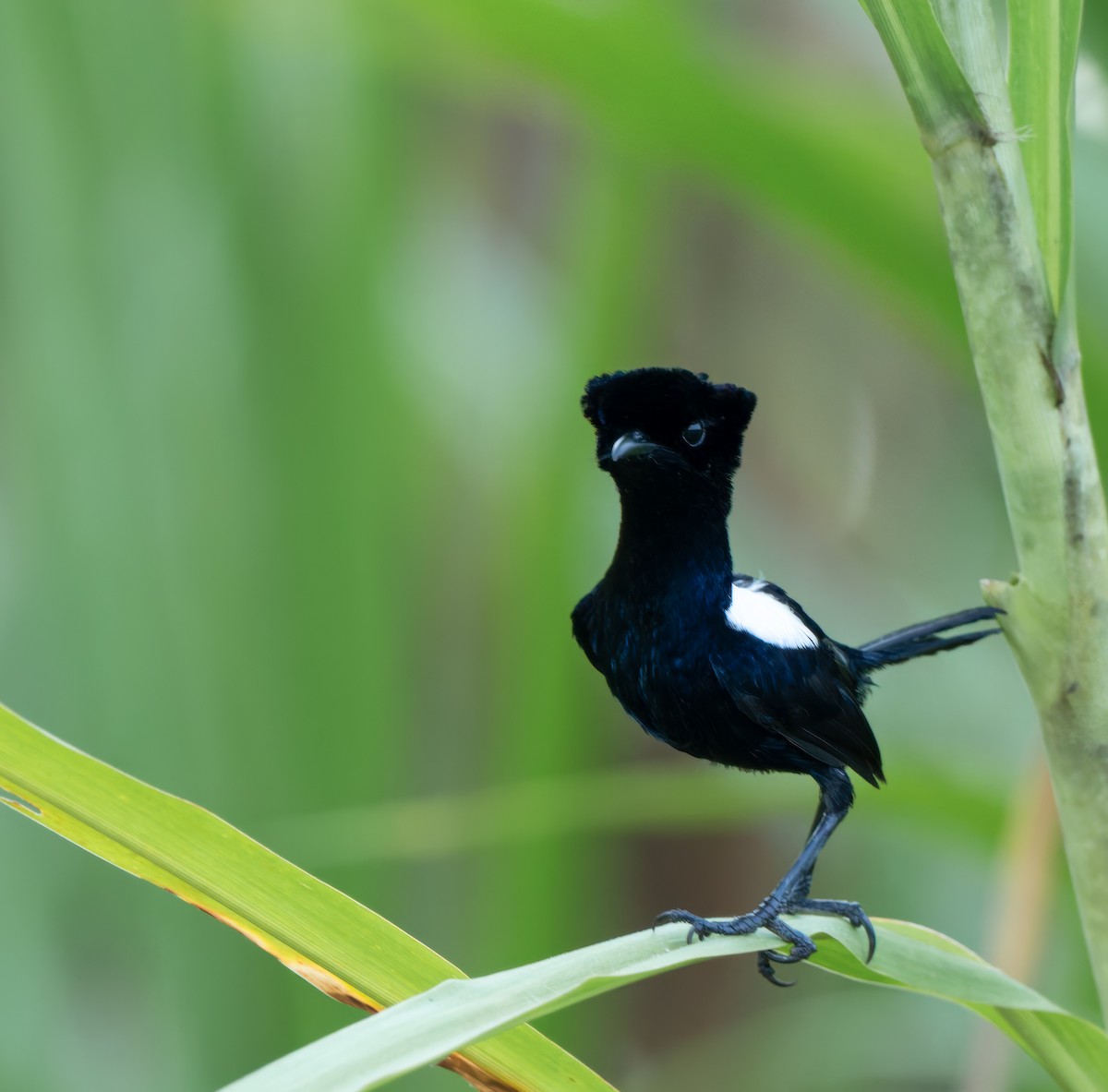 White-shouldered Fairywren - ML639245150